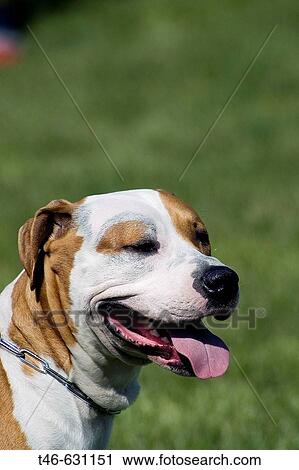 Stock Image - Perro de Presa Canario. National dog competition. Madrid, Spain.. Fotosearch