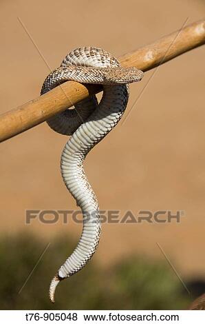 Stock Photo - Perry's Sidewinding Adder in the Namib Naukluft Desert in Namibia. Fotosearch
