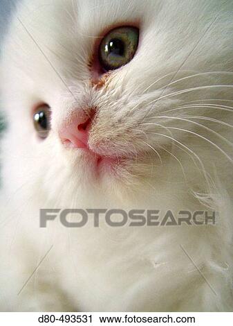 Persian cat View Large Photo Image Stock Image - Persian cat. Fotosearch