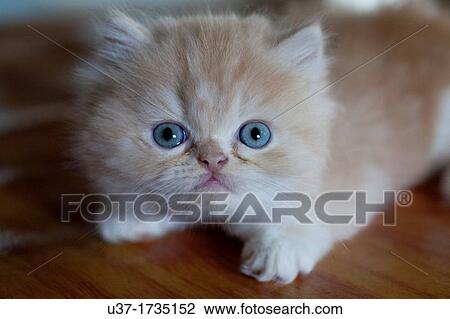 Stock Image - Persian cat.. Fotosearch