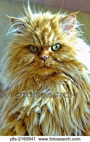 Persian Cat. View Large Photo Image Stock Image - Persian Cat.. Fotosearch