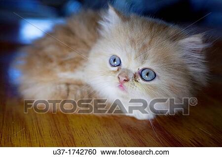 Persian kitten View Large Photo Image Stock Image - Persian kitten. Fotosearch