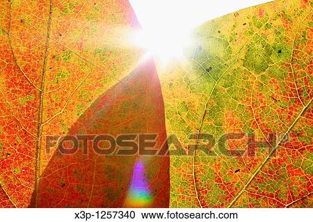 Persimmon leaves in autumn View Large Photo Image Stock Image - Persimmon leaves in autumn. Fotosearch