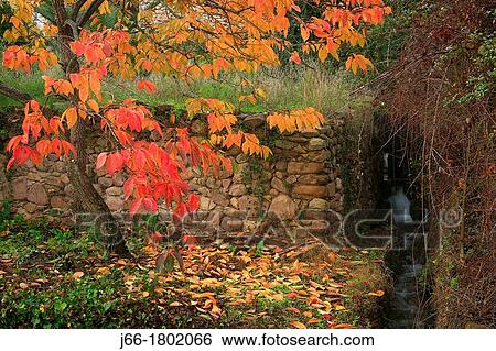 Stock Photograph - Persimmon tree landscape in autumn Castell? n. Fotosearch