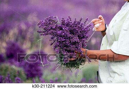 Person holding bouquet of lavender. Provence. France View Large Photo Image Picture - Person holding bouquet of lavender. Provence. France. Fotosearch