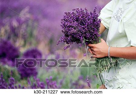Person holding bouquet of lavender. Provence. France View Large Photo Image Stock Photo - Person holding bouquet of lavender. Provence. France. Fotosearch