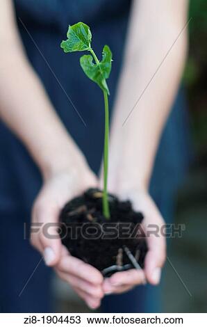 Stock Image - Person holds young plant in hands-selective focus. Fotosearch