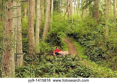Person on park bench among ferns - Camano Island State Park - Camano Island, Washington View Large Photo Image Stock Photograph - Person on park bench among ferns - Camano Island State Park - Camano Island, Washington. Fotosearch