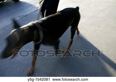 Stock Image - person walking dog in street in city town. Fotosearch