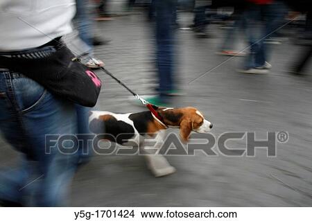 person walking dog in street in rome, italy View Large Photo Image Picture - person walking dog in street in rome, italy. Fotosearch