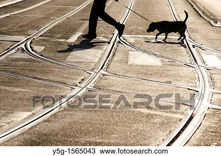 person with dog crossing road in city in rome italy View Large Photo Image Stock Image - person with dog crossing road in city in rome italy. Fotosearch