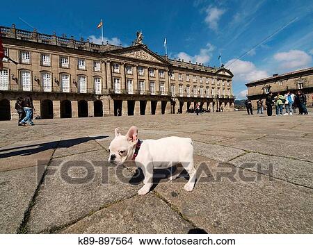 Pet at Pazo de Raxoi. Santiago de Compostela. La Corua province. Galicia. Spain. View Large Photo Image Picture - Pet at Pazo de Raxoi. Santiago de Compostela. La Corua province. Galicia. Spain.. Fotosearch