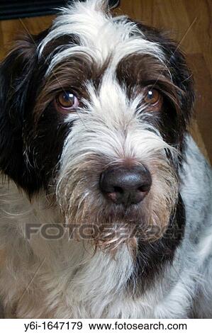 Pet German Wirehaired Pointer dog View Large Photo Image Stock Photo - Pet German Wirehaired Pointer dog. Fotosearch