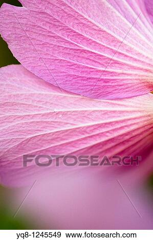 petals of pink Rose of Sharon bloom with a red center, Hibiscus syriacus, Spain View Large Photo Image Stock Photo - petals of pink Rose of Sharon bloom with a red center, Hibiscus syriacus, Spain. Fotosearch