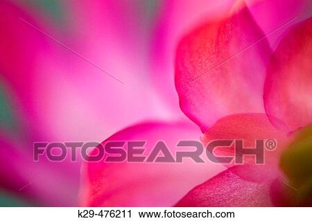 Petals- selective focus, Christmas cactus flower. Lively, ON, Canada View Large Photo Image Stock Image - Petals- selective focus, Christmas cactus flower. Lively, ON, Canada. Fotosearch