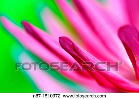 Stock Image - petals spouting. Fotosearch