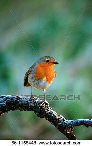 Stock Photo - Petirrojo Europeo. Common Robin. Erithacus rubecula. Parque natural de la Sierra de EspadBn. Castell? n. Spain.. Fotosearch