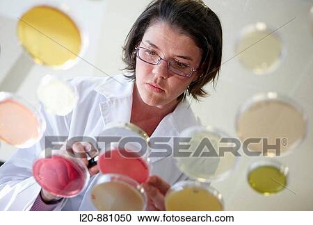 Stock Image - Petri dishes, Physical Chemical Laboratory, Azti-Tecnalia, Marine and Food Research Technological Centre, Derio, Biscay, Basque Country, Spain. Fotosearch