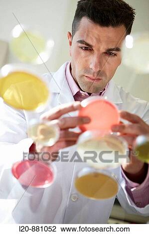 Stock Image - Petri dishes, Physical Chemical Laboratory, Azti-Tecnalia, Marine and Food Research Technological Centre, Derio, Biscay, Basque Country, Spain. Fotosearch