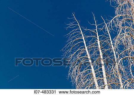 Petrified trees after forest fire. Devil's Postpile National Monument. Mammoth. California. United States View Large Photo Image Stock Image - Petrified trees after forest fire. Devil's Postpile National Monument. Mammoth. California. United States. Fotosearch