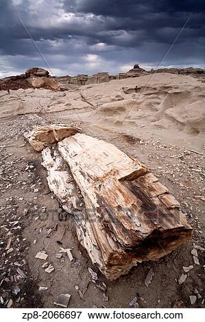 Petrified wood found in the Bisti/De-Na-Zin Wilderness, New Mexico, USA. View Large Photo Image Stock Photo - Petrified wood found in the Bisti/De-Na-Zin Wilderness, New Mexico, USA.. Fotosearch