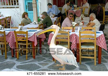 Petros the famous pelican distracts visitors to the shops and restaurants in Little Venice in Hora on the Greek Island of Mykonos, Greece. View Large Photo Image Stock Image - Petros the famous pelican distracts visitors to the shops and restaurants in Little Venice in Hora on the Greek Island of Mykonos, Greece.. Fotosearch