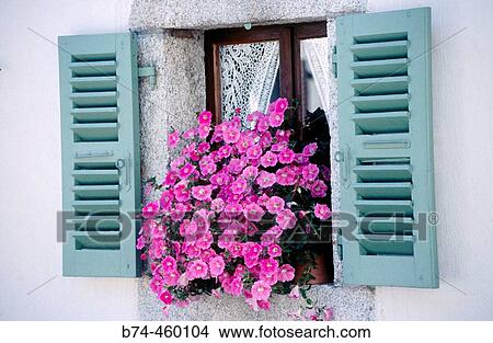Petunias. Argenti? re, Chamonix, France View Large Photo Image Picture - Petunias. Argenti? re, Chamonix, France. Fotosearch