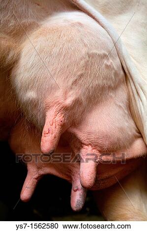 Pezzata rossa cow udder in a cattle shed in the Dolomites, Belluno, Italy, Europe View Large Photo Image Stock Image - Pezzata rossa cow udder in a cattle shed in the Dolomites, Belluno, Italy, Europe. Fotosearch