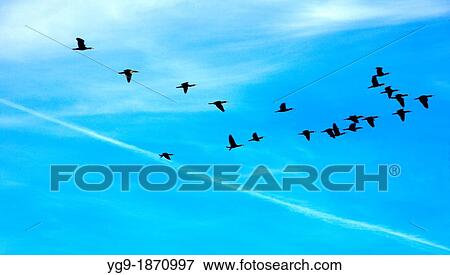 Stock Photo - ? Phalacrocorax carbo? flying in Estany d? Ivars Vila-sana LLeida Spain. Fotosearch
