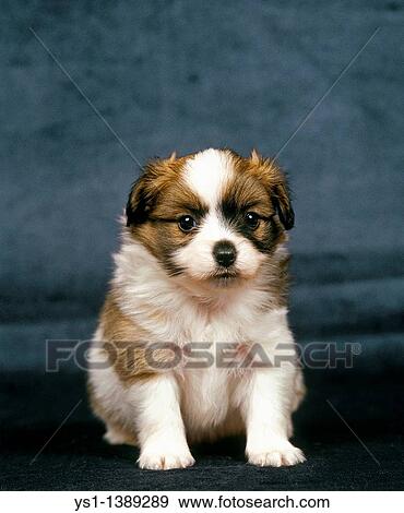 continental toy spaniel