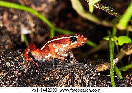PHANTASMAL POISON FROG epipedobates tricolor, ADULT View Large Photo Image Stock Photo - PHANTASMAL POISON FROG epipedobates tricolor, ADULT. Fotosearch