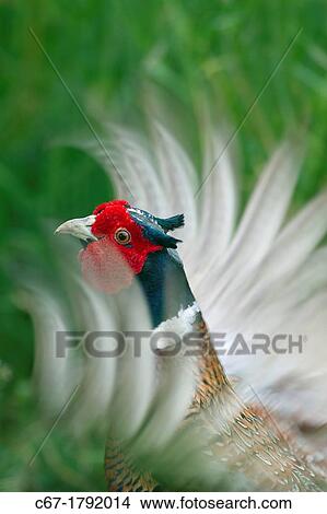 Pheasant male Phasianus colchicus calling View Large Photo Image Picture - Pheasant male Phasianus colchicus calling. Fotosearch