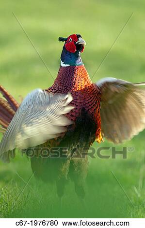 Pheasant male Phasianus colchicus calling. View Large Photo Image Stock Image - Pheasant male Phasianus colchicus calling.. Fotosearch