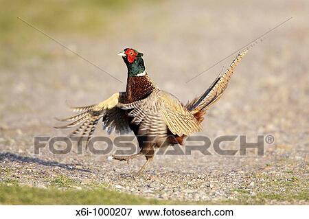 Stock Photo - Pheasant Phasianus colchicus, cock displaying, Texel, Holland. Fotosearch
