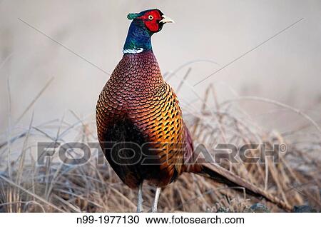 Stock Image - Pheasant (Phasianus colchicus), breeding colours, Bavaria Germany.. Fotosearch