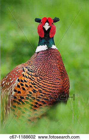 Pheasants Phasianus colchicus View Large Photo Image Stock Image - Pheasants Phasianus colchicus. Fotosearch