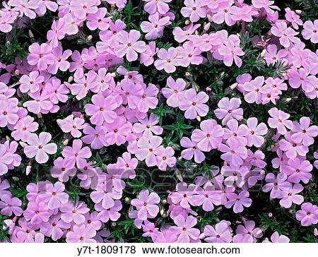 Phlox douglasii? Eva? View Large Photo Image Stock Photo - Phlox douglasii? Eva?. Fotosearch
