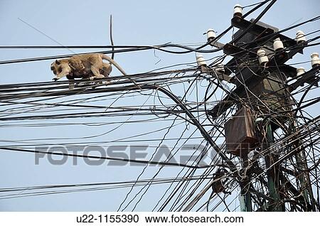 Stock Image - Phnom Penh (Cambodia): a monkey walking on the electricity wires. Fotosearch