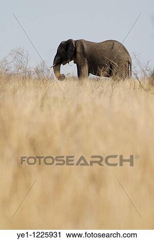 Photo of african Elephant Loxodonta africana in the savannah, South Africa, Kruger National Park View Large Photo Image Stock Image - Photo of african Elephant Loxodonta africana in the savannah, South Africa, Kruger National Park. Fotosearch