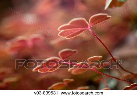 Photo View Large Photo Image Stock Image - Photo. Fotosearch