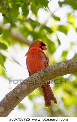 Stock Photography - Photo. Fotosearch