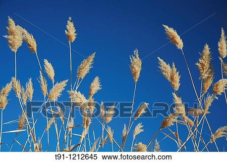 Stock Photography - Photo. Fotosearch