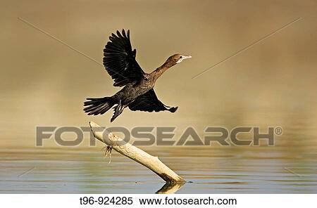 Photo View Large Photo Image Stock Photography - Photo. Fotosearch