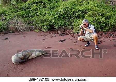Stock Photography - Photographer and Galapagos Sea Lion (Zalophus californianus wollebacki). RBbida (Jervis) Island, Galapagos Islands, Ecuador. Fotosearch