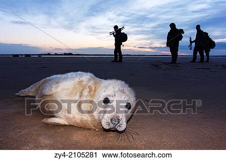 Photographer and Seal grey (Halichoerus grypus) Donna Nook National Nature Reserve, Lincolnshile, England, U. K., Europe. View Large Photo Image Stock Image - Photographer and Seal grey (Halichoerus grypus) Donna Nook National Nature Reserve, Lincolnshile, England, U. K., Europe.. Fotosearch