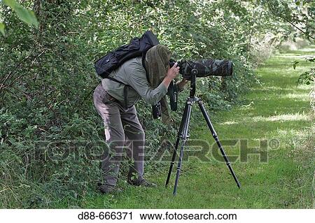 Stock Image - Photographer, Marquenterre regional park. Somme Bay, Picardie, France. Fotosearch