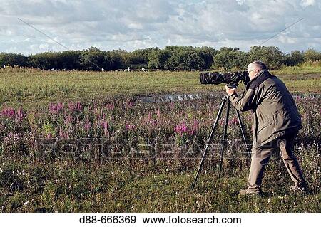 Photographer, Marquenterre regional park. Somme Bay, Picardie, France View Large Photo Image Stock Photo - Photographer, Marquenterre regional park. Somme Bay, Picardie, France. Fotosearch