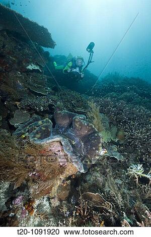 Photographer over Great Clam, Tridacna squamosa, Raja Ampat, West Papua, Indonesia View Large Photo Image Stock Image - Photographer over Great Clam, Tridacna squamosa, Raja Ampat, West Papua, Indonesia. Fotosearch