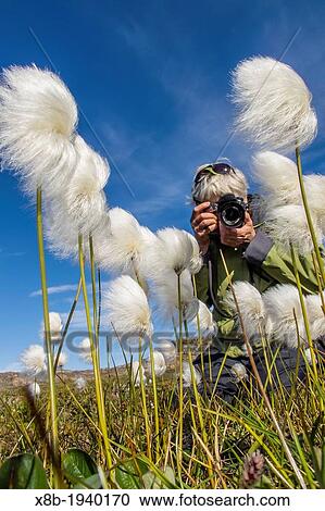 Stock Image - Photographer with Arctic cottongrass Eriophorum callitrix in Heckla Haven, Northeast Greenland. Fotosearch