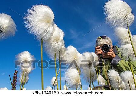 Photographer with Arctic cottongrass Eriophorum callitrix in Heckla Haven, Northeast Greenland View Large Photo Image Stock Photo - Photographer with Arctic cottongrass Eriophorum callitrix in Heckla Haven, Northeast Greenland. Fotosearch